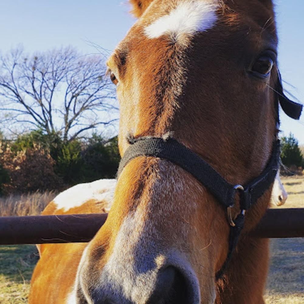 Meet your Posher, Renea